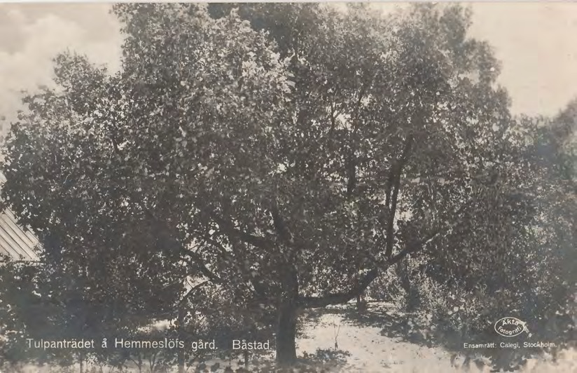 Framsida av Tulpanträdet å Hemmeslöfs gård. Båstad.