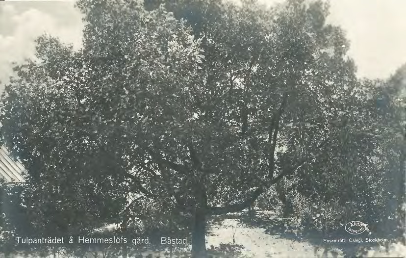 Framsida av Tulpanträdet å Hemmeslöfs gård. Båstad.