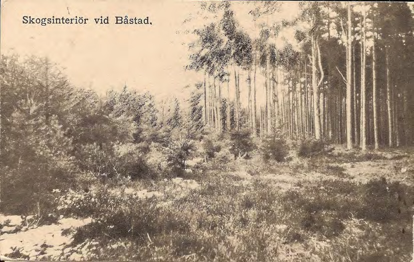 Framsida av Skogsinteriör vid Båstad.