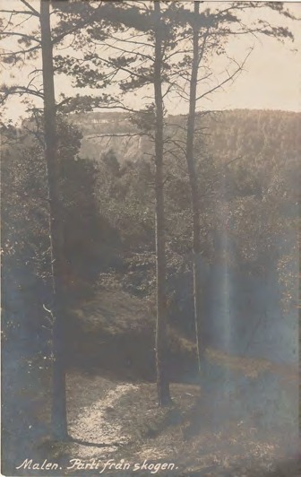 Framsida av Malen. Parti från skogen.