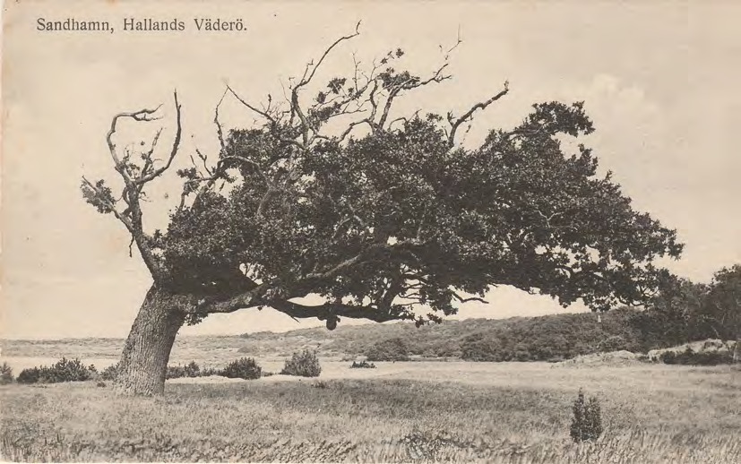 Framsida av Sandhamn, Hallands Väderö.