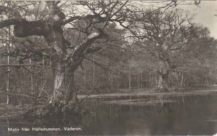 Framsida av Motiv från Hälledammen, Väderön.