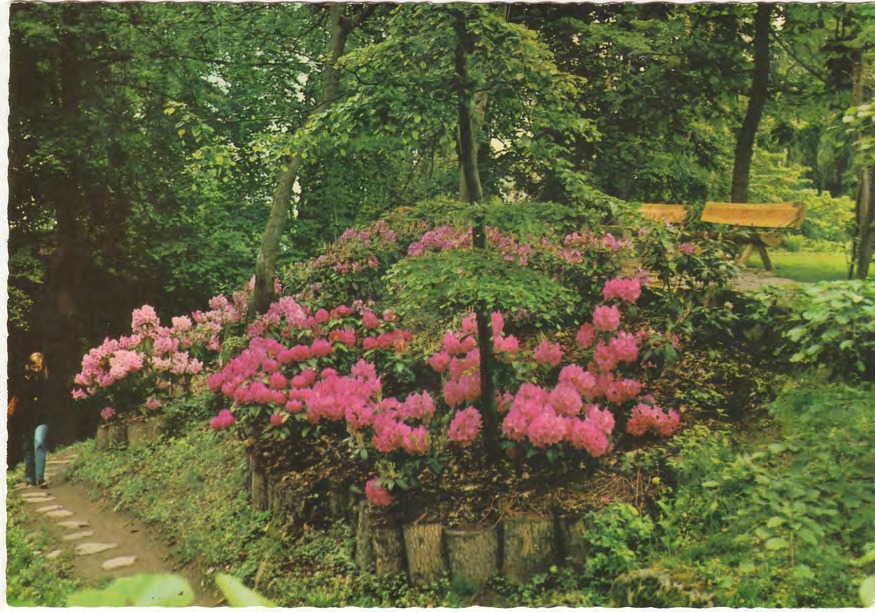 Framsida av Norrvikens Trädgårdar, Båstad, Sweden. Kungens ravin, Rhododendron