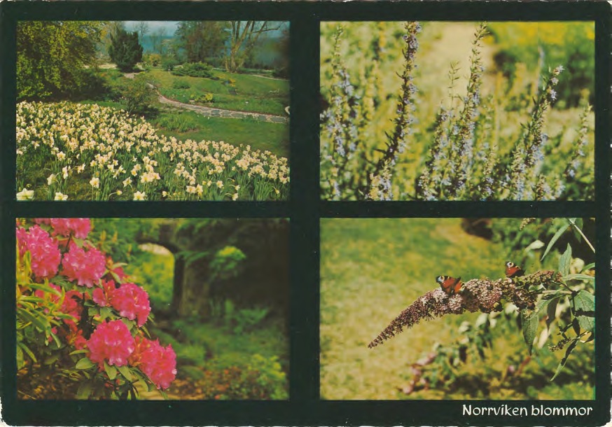 Framsida av Norrviken blommor / Norrvikens Trädgårdar, Båstad. Maj ‐ Narcisser…