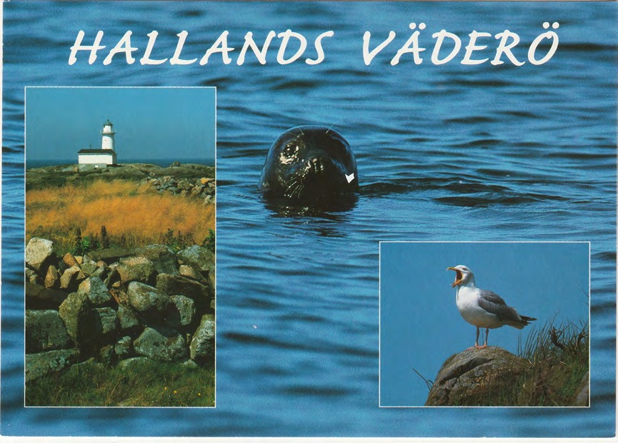 Framsida av HALLANDS VÄDERÖ / Fyren, gråsäl och gråtrut på Hallands Väderö