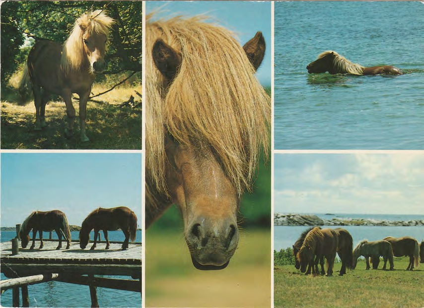 Framsida av Bilder från Hallands Väderö